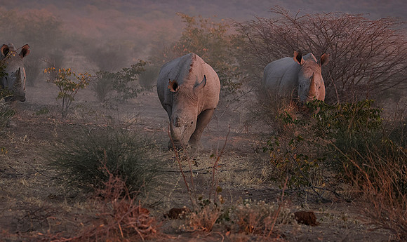 White rhinos  -  Ongava Private Reserve