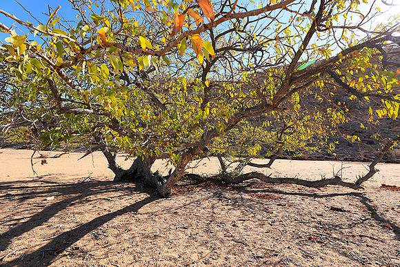Damaraland