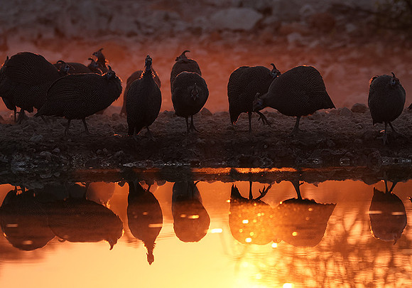 Helmeted guineafowl - Ongava Private Reserve