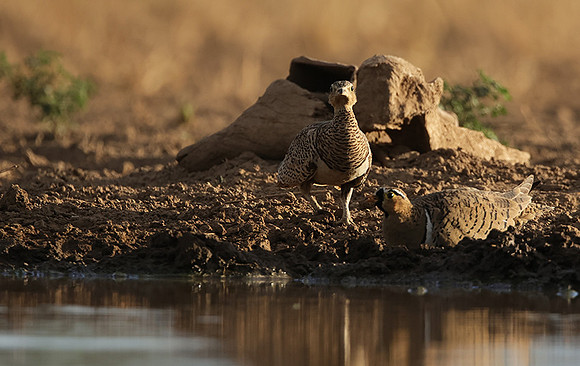 Black-faced sangrouses - Shompole
