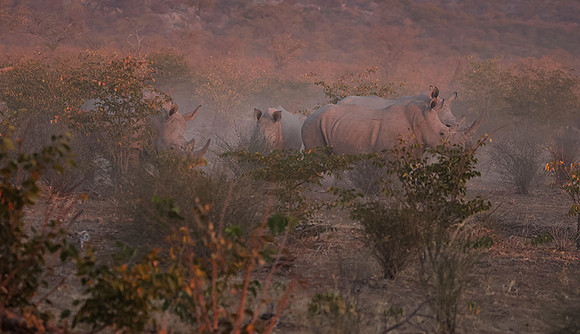 White rhinos  -  Ongava Private Reserve
