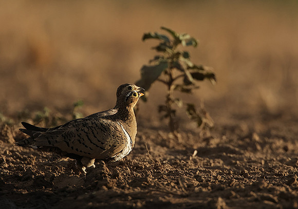 Black-faced sangrouses - Shompole
