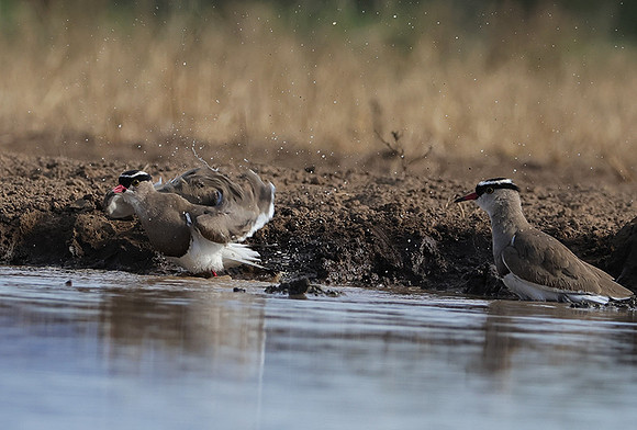 Crowned lapwing - Shompole