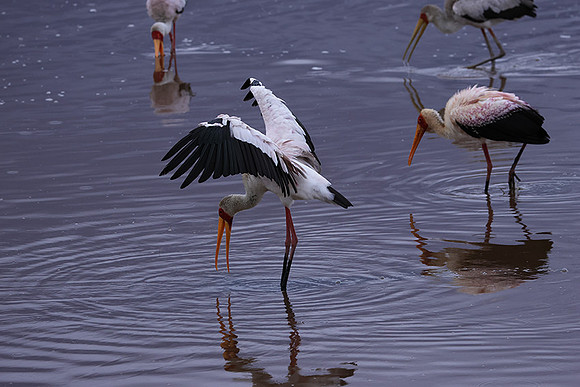 Yellow-billes storks - Lake Nakuru