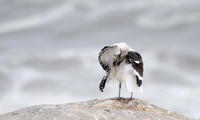 Kelp gull - Skeleton coast