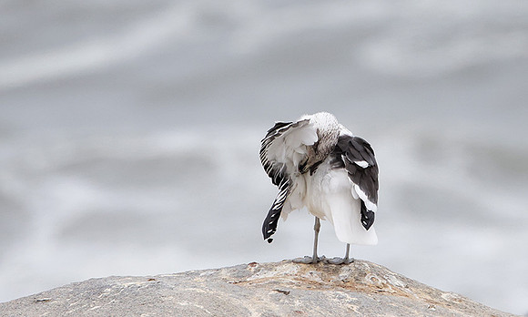Kelp gull - Skeleton coast