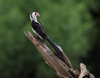 Von der Decken's hornbill