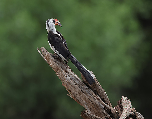 Von der Decken's hornbill