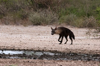 Brown hyena - Tau Pan