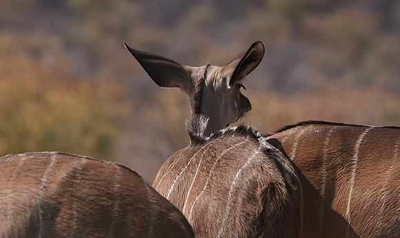 Onguma Private Reserve