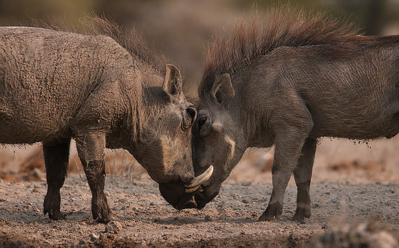 Ongava Private Reserve