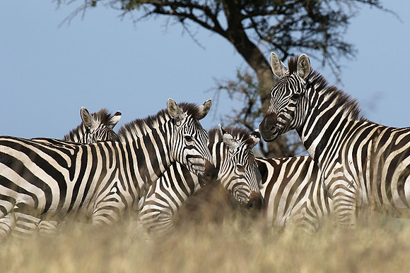 Serengeti - Grumeti Private Reserve