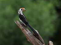 Von der Decken's hornbill