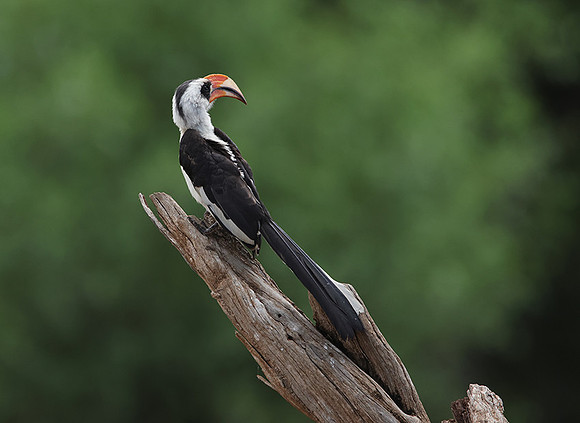 Von der Decken's hornbill