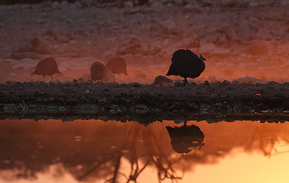 Helmeted guineafowl - Ongava Private Reserve