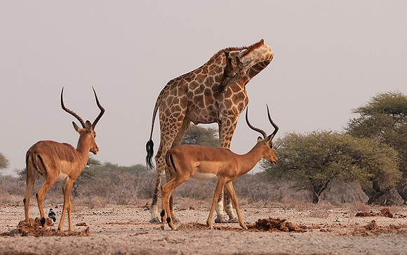 Onguma Private Reserve