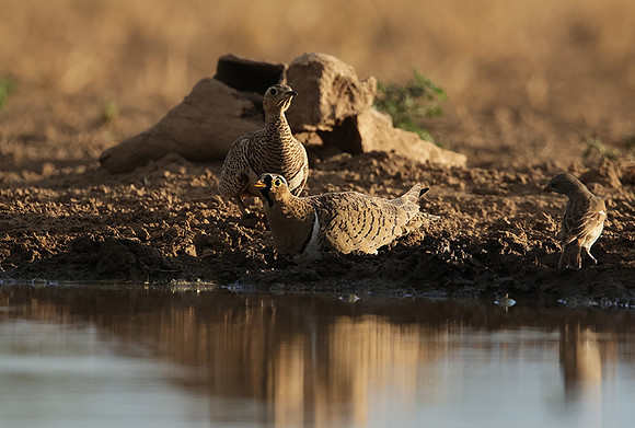 Black-faced sangrouses - Shompole
