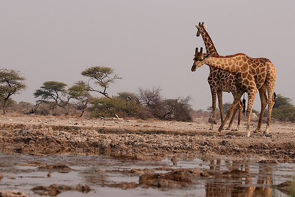 Onguma Private Reserve