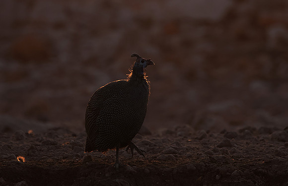 Helmeted guineafowl - Ongava Private Reserve