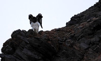 Martial eagle - Hoanib river bed