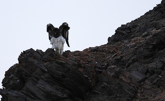 Martial eagle - Hoanib river bed
