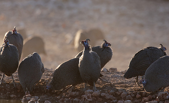 Helmeted guineafowl - Ongava Private Reserve