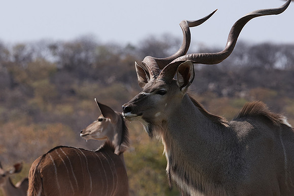 Onguma Private Reserve