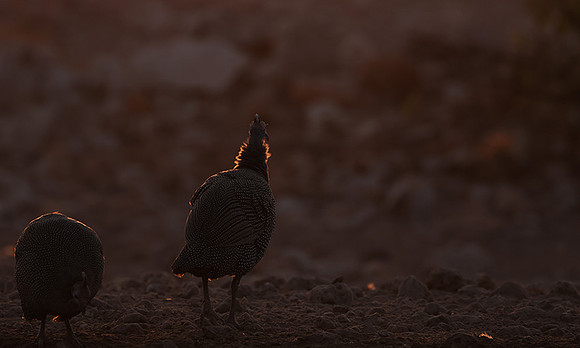 Helmeted guineafowl - Ongava Private Reserve