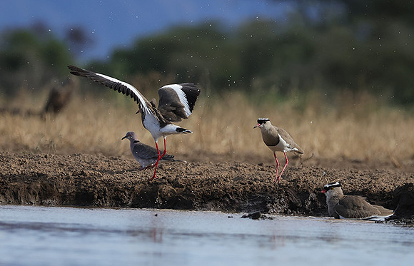 Crowned lapwing - Shompole
