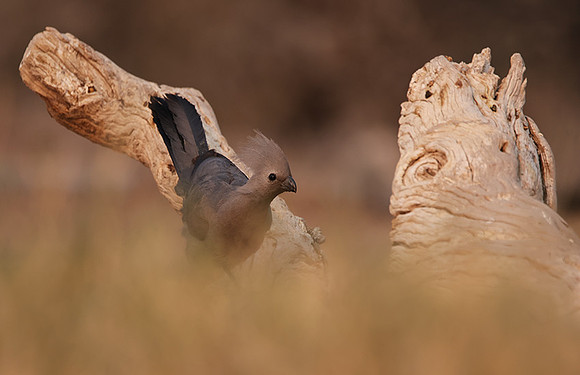 Goaway bird - Onguma Private Reserve
