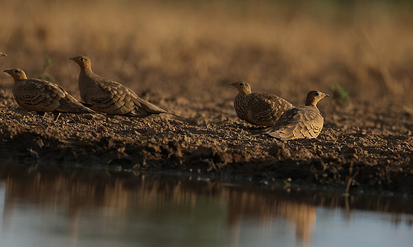 Chestnut-bellied sandgrouse - Shompole