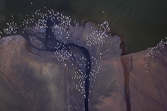 Pelicans from helicopter