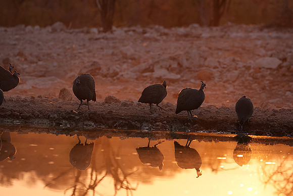 Helmeted guineafowl - Ongava Private Reserve