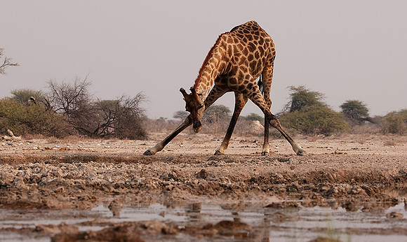 Onguma Private Reserve