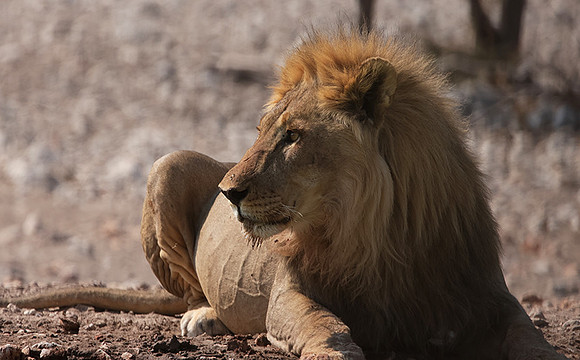 Ongava Private Reserve