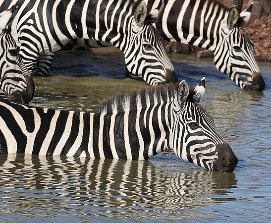 Serengeti - Grumeti Private Reserve
