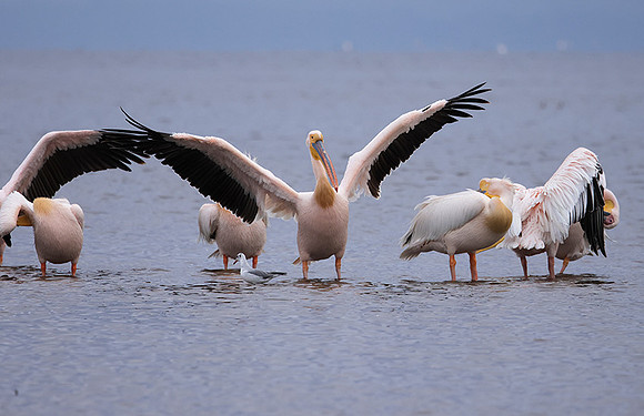 Lake Nakuru