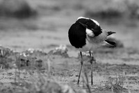 Blacksmith lapwing - Onguma Private reserve