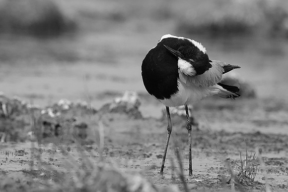 Blacksmith lapwing - Onguma Private reserve