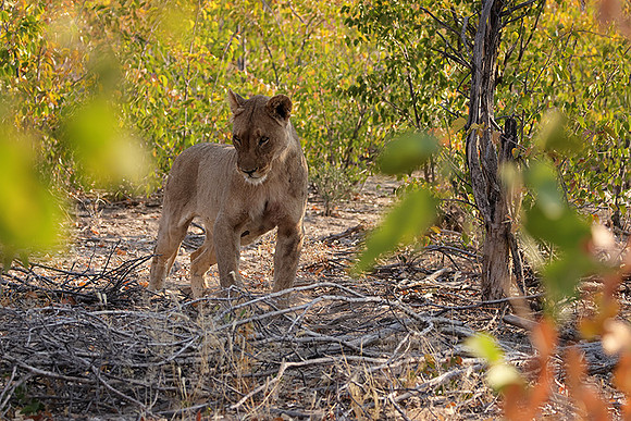 Ongava Private Reserve