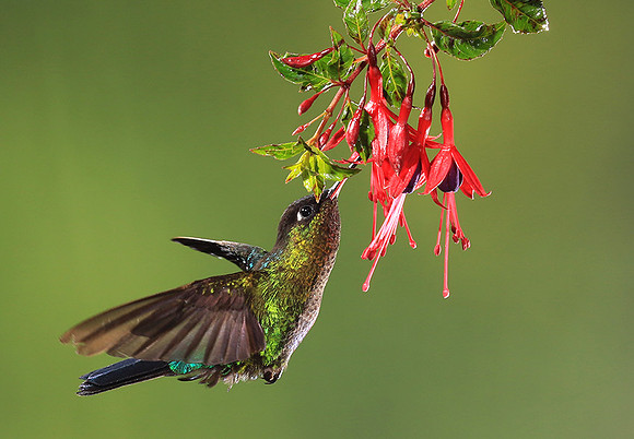 Fiery throated colibri