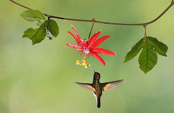 Black-bellied hummingbird