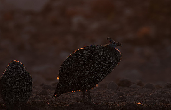 Helmeted guineafowl - Ongava Private Reserve