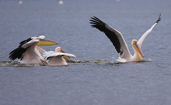 Lake Nakuru