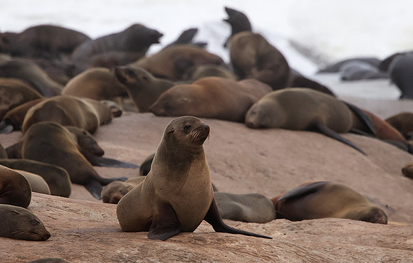 Cape fur seals - Skeleton coast