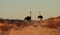 Damaraland