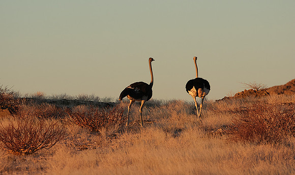 Damaraland