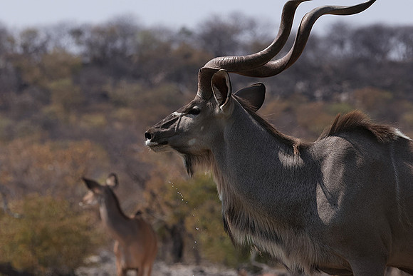 Onguma Private Reserve