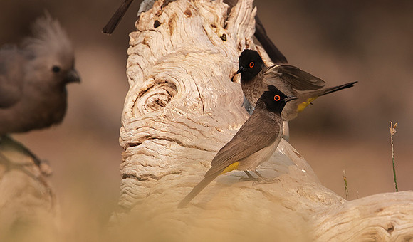 African red-eyed bulbul - Onguma Private Reserve