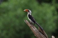 Von der Decken's hornbill